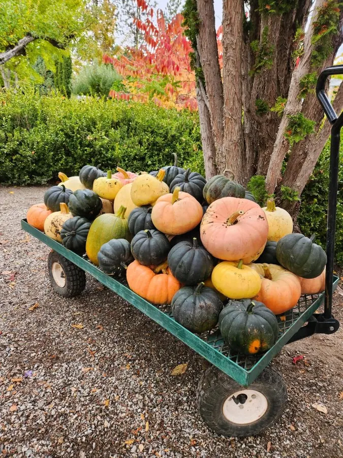 Fall Pumpkin and Berry Picking Festival